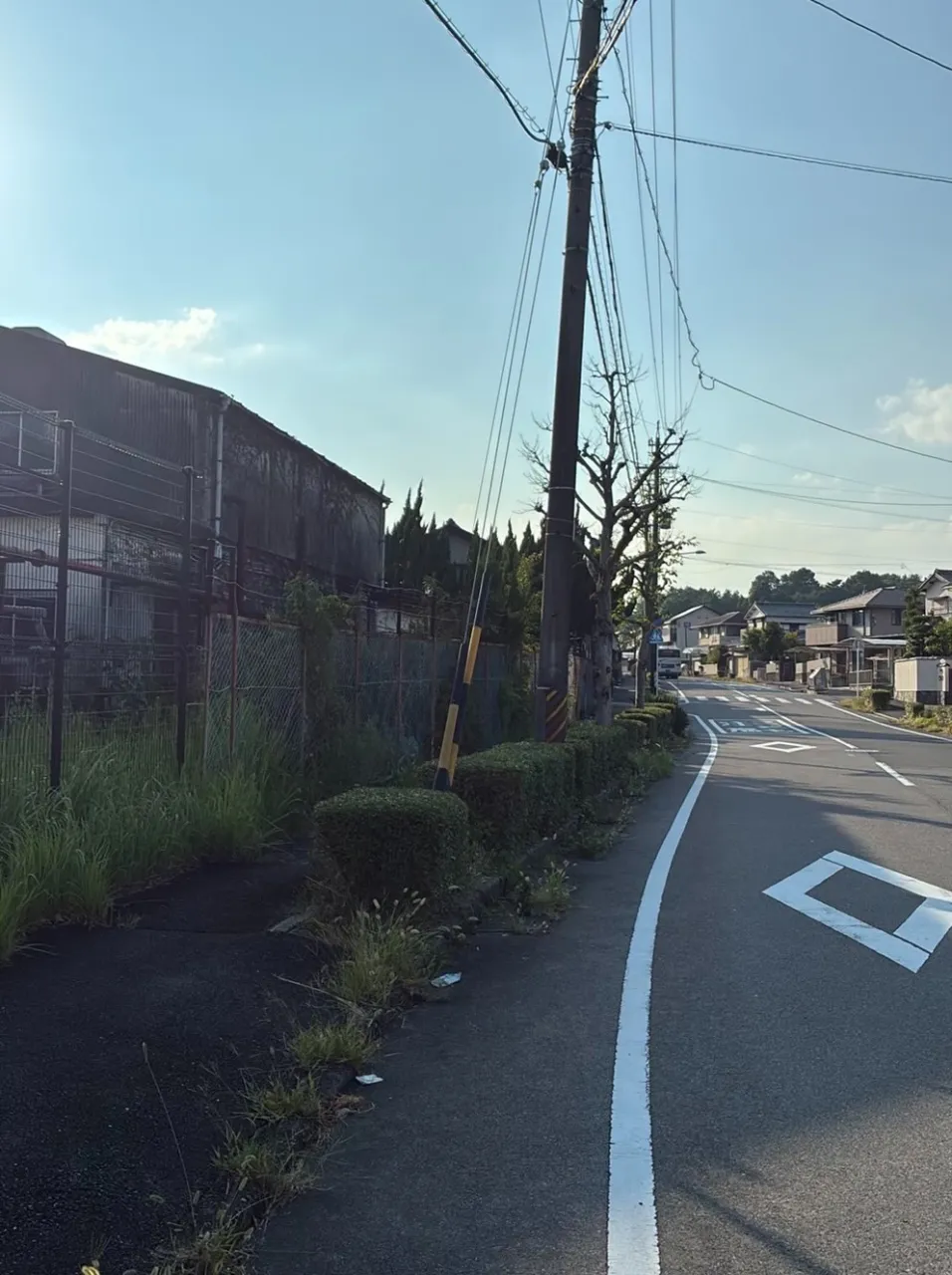 道路から見える木も、綺麗に整えて 伸びた枝を剪定して、スッキ...